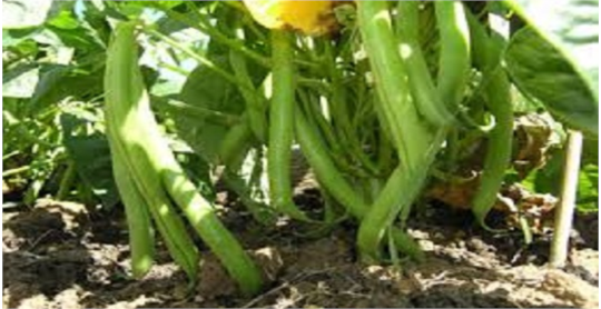 برنامه تغذیه مزارع لوبیا